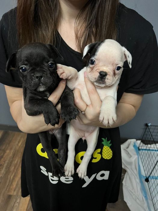 Продам щенков французского бульдога