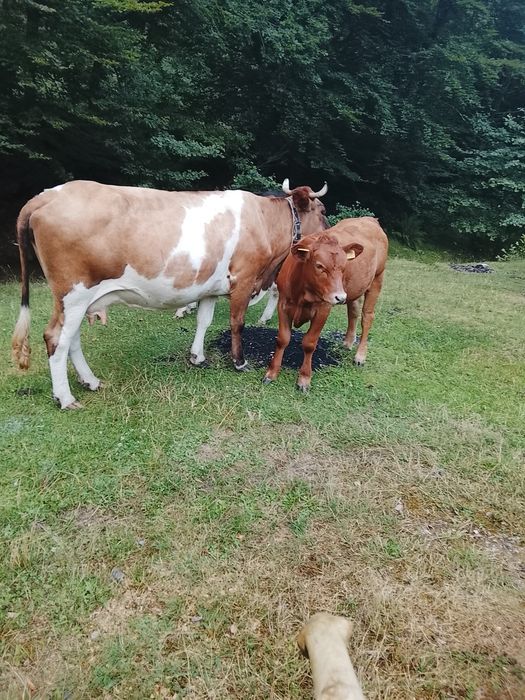 De vânzare vaci cu vitai .foarte blinde bune de lapte  .se dau și separat sunt 3 vaci și 3 vitai . pretu este de 13500 pe bucata adca vaca cu vitel
