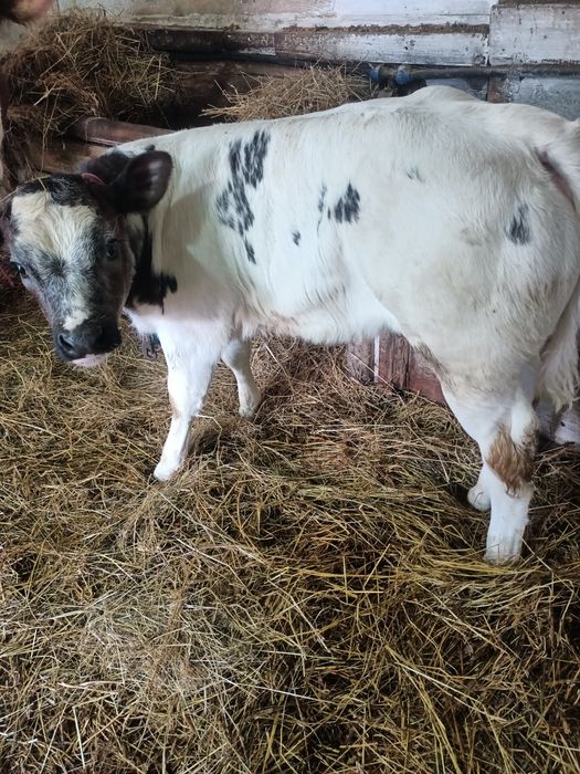 Vaca cu vitea belgă