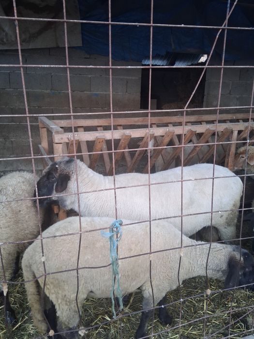 Berbec sulfok bun de monta