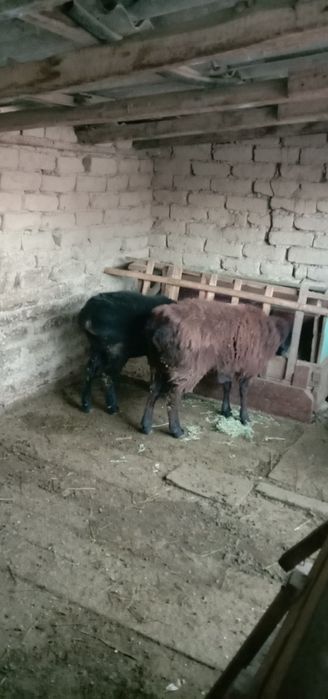 Қой,ұрғашы қойлар