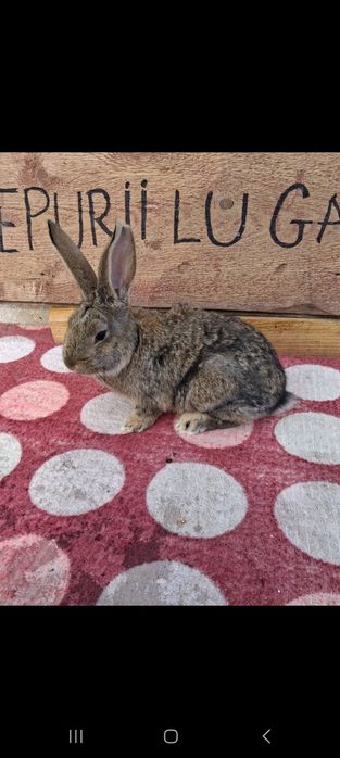 Vând 2 iepuri masculi belgieni