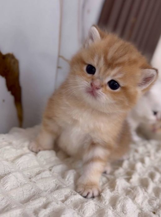 Скоттиш страйт мальчик золотая шиншилла