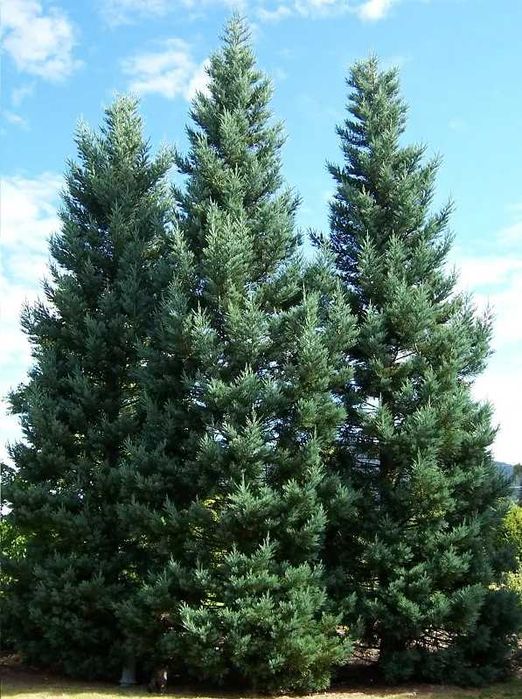 Продавам едроразмерни иглолистни дървета 4 до 8 метра