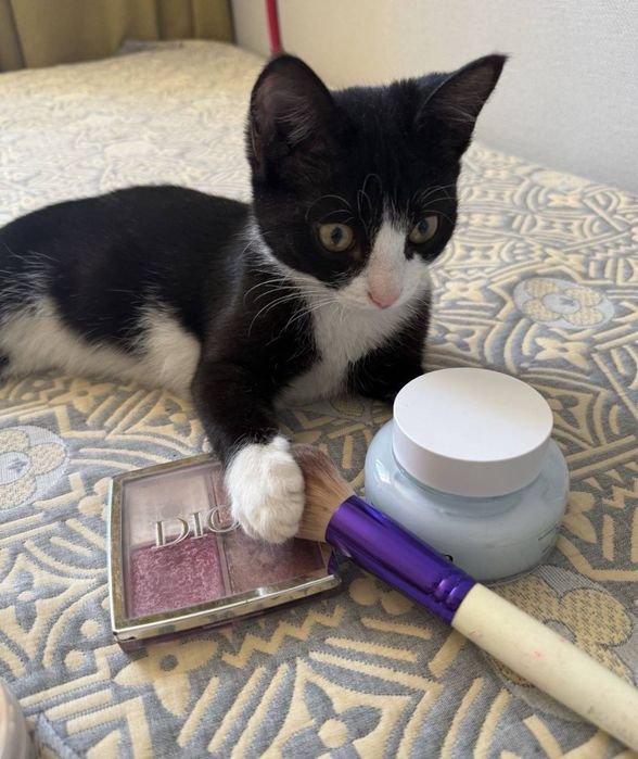 Отдаем кошку с вещами