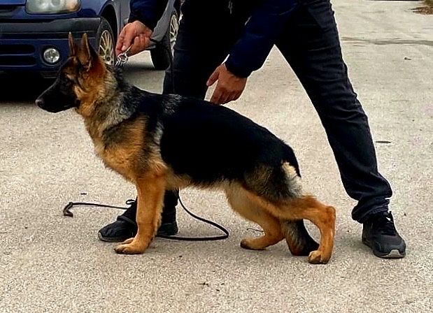 Родословни Немски Овчарки