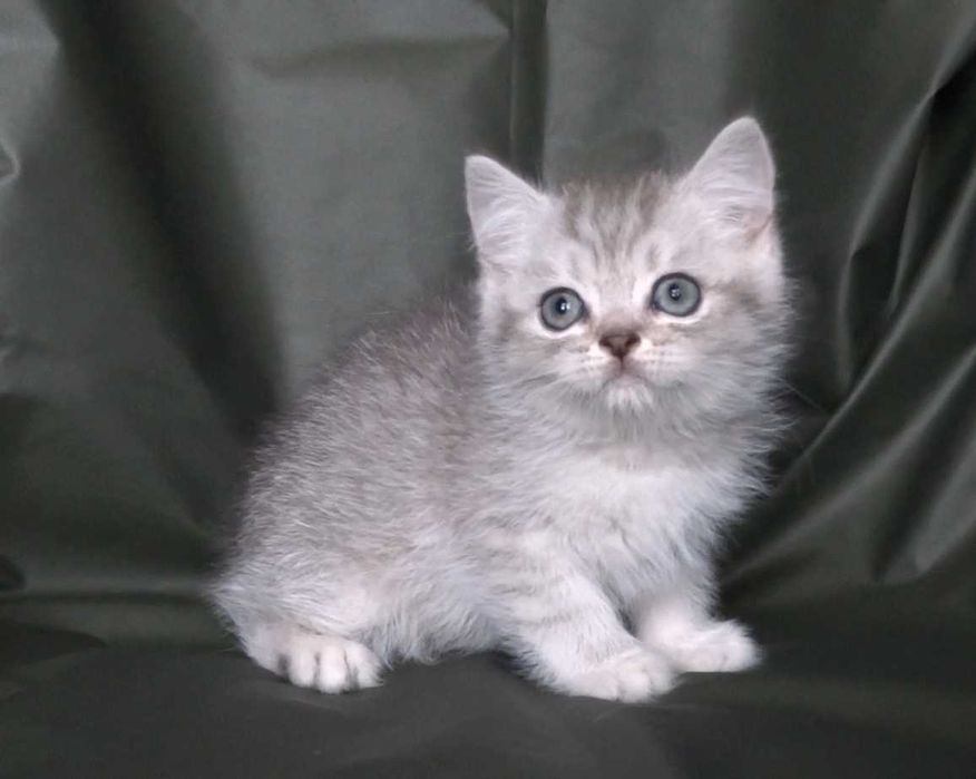 Шотландско и Британско късокосмести котенца