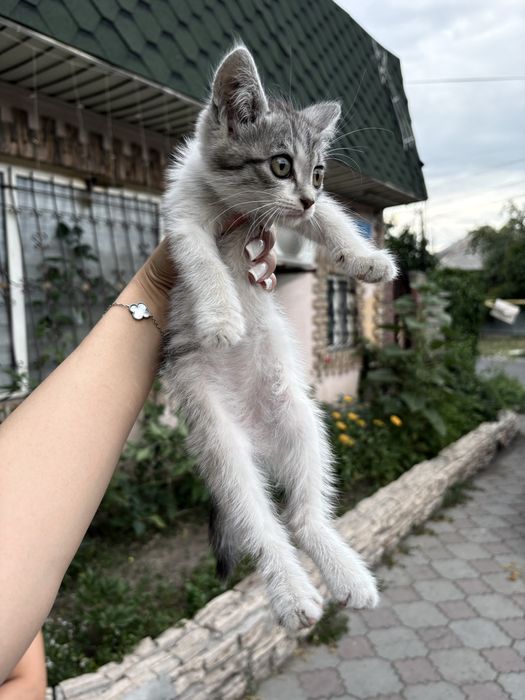 Отдам котят в добрве руки