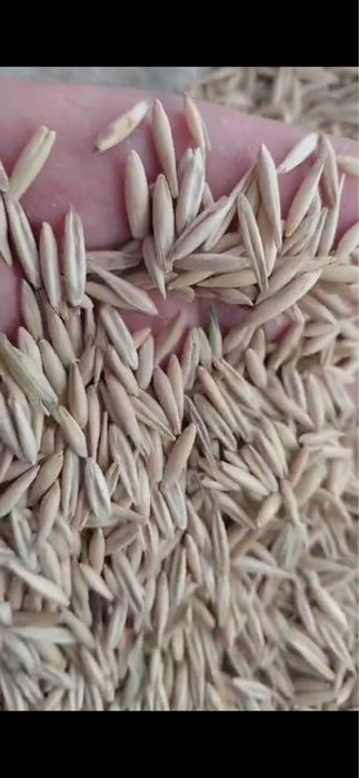 Продам Овес ОПТОМ с места, сухой, чистый ,без запаха!