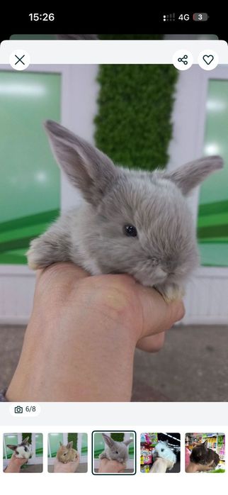 Волнистые попугаи