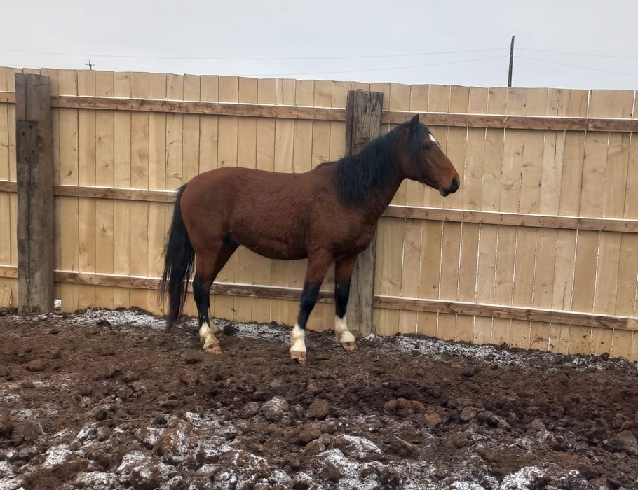 Айғыр сатылады 5қасқа