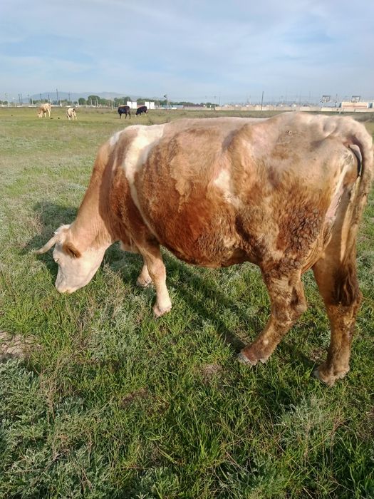 Сименталь сиыры сатылады