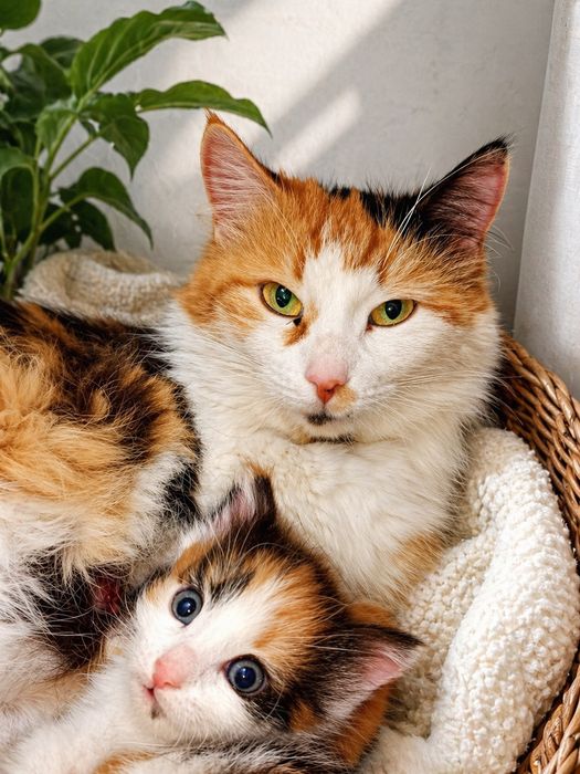 Котенок  девочка