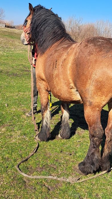 Iapa de 6 ani 1.70 inaltime