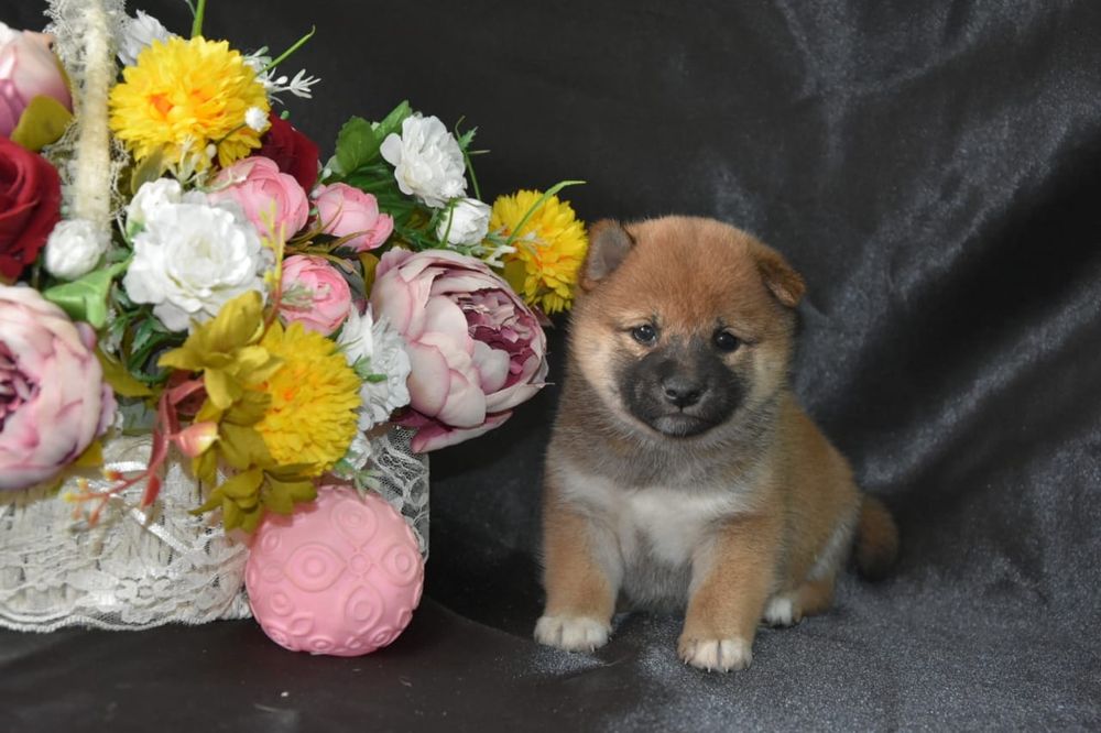 Щенки сиба ину девочки и мальчики