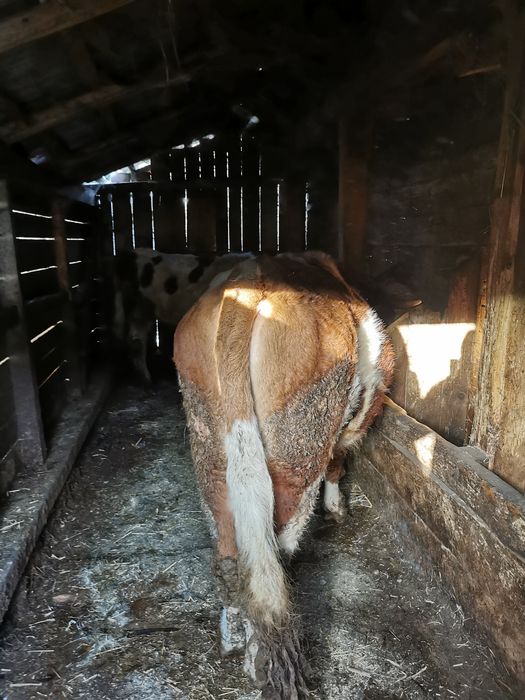 Vînd  vaci și viței