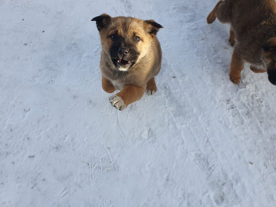 Отдам щенков в добрые руки