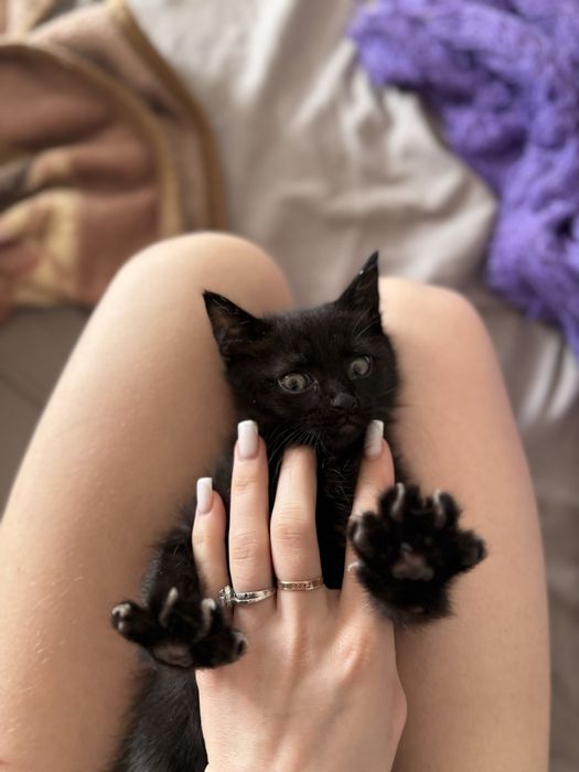 котенок котята мальчик