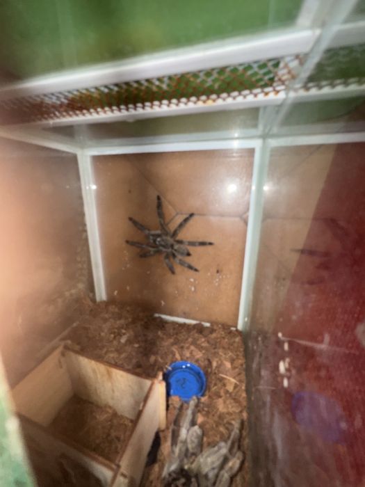 Продам паука-птицеед