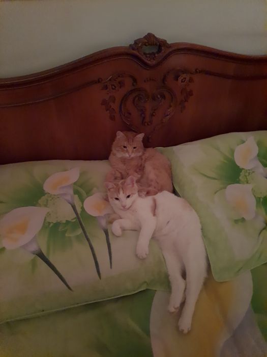 Передержка для кошек