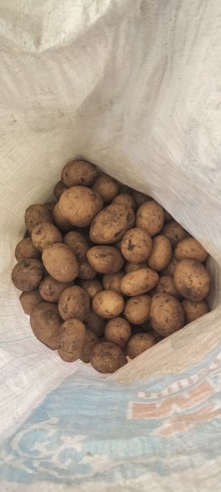 Картофель домашний