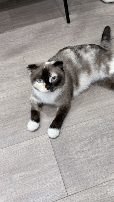 Кошка в добрые руки