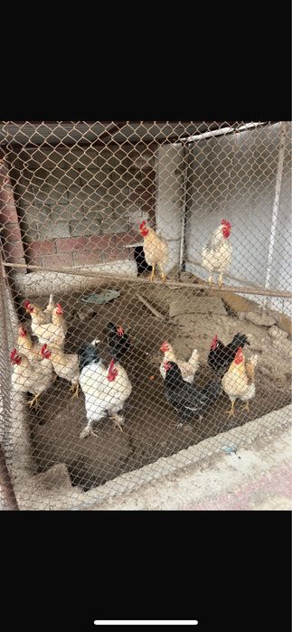 Петухи  им (1год) 3000тг