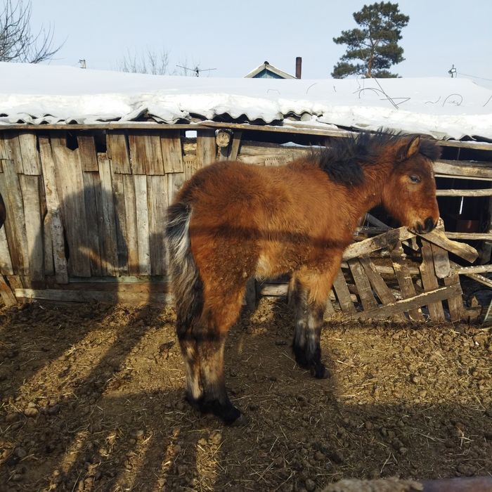 Продам жеребёнка