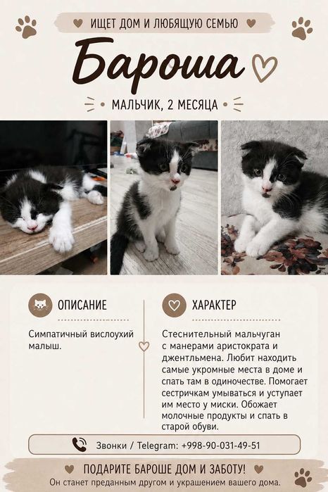 отдам котёнка в заботливые руки
