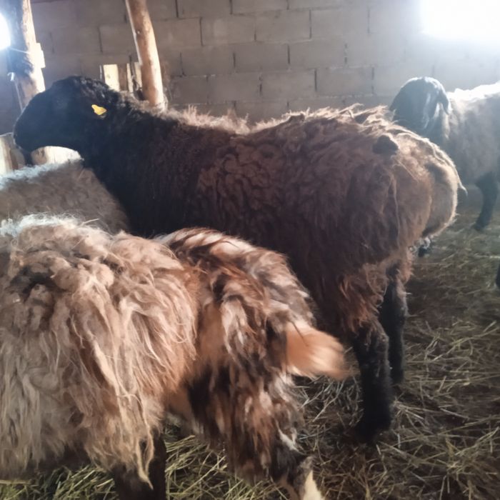 Продам кошкара на племя