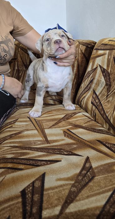 Американско були Хл /American bully XL