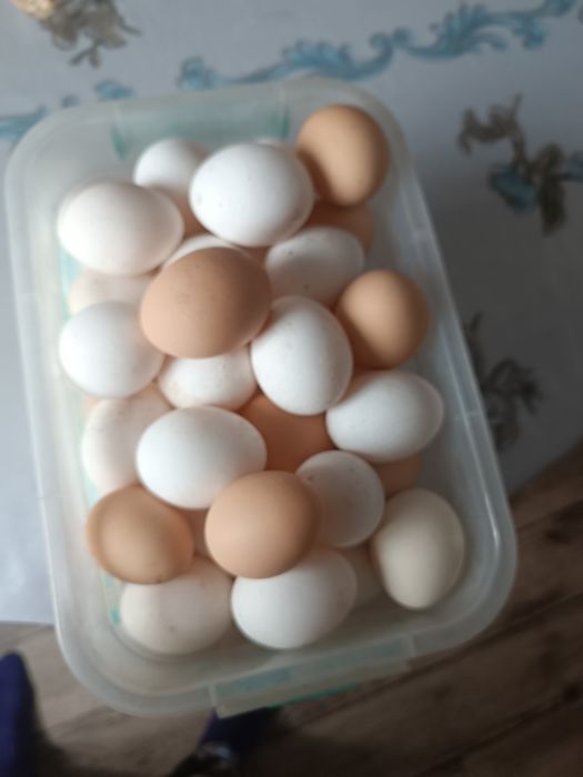 Продам яйца домашние