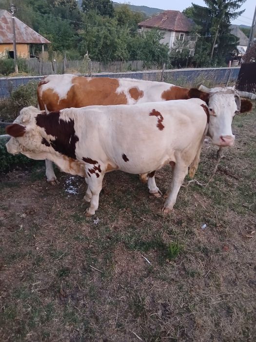Vnd vitel de 8 luni