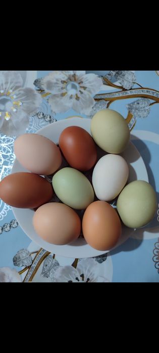 Продам домашнее яйцо