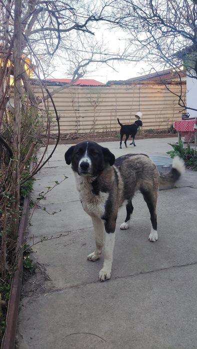 Собака, помесь лайки