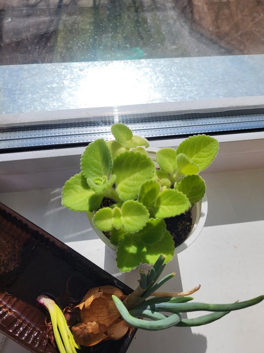 Мелисса комнатный цветок