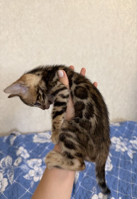 Котенок мальчик с родословной