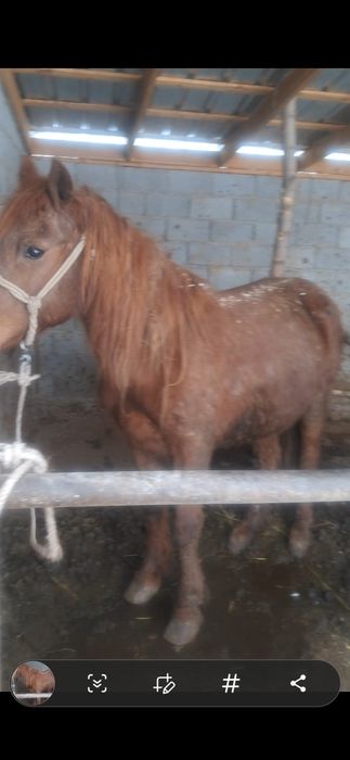 Тайлар полторашка