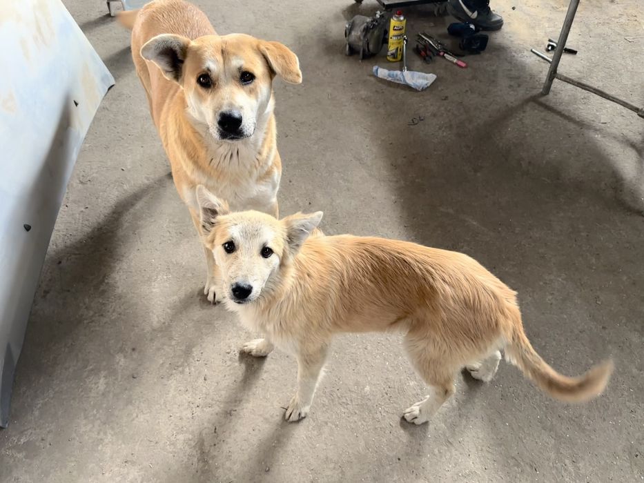 Отдам щенка девочку, в добрые руки