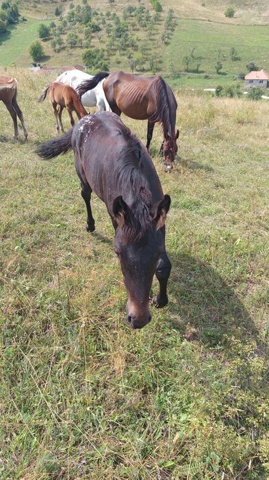 Vând măji Pur sânge arab și jumate arab