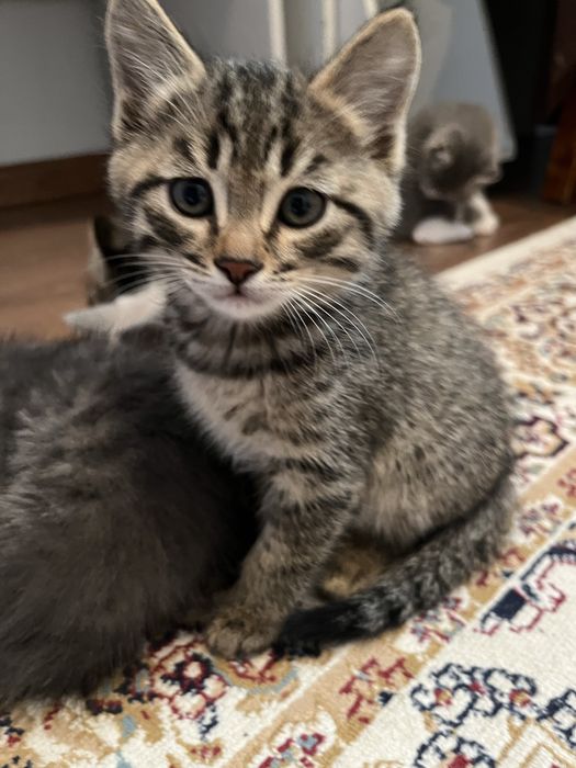 Котята, отдам в добрые руки