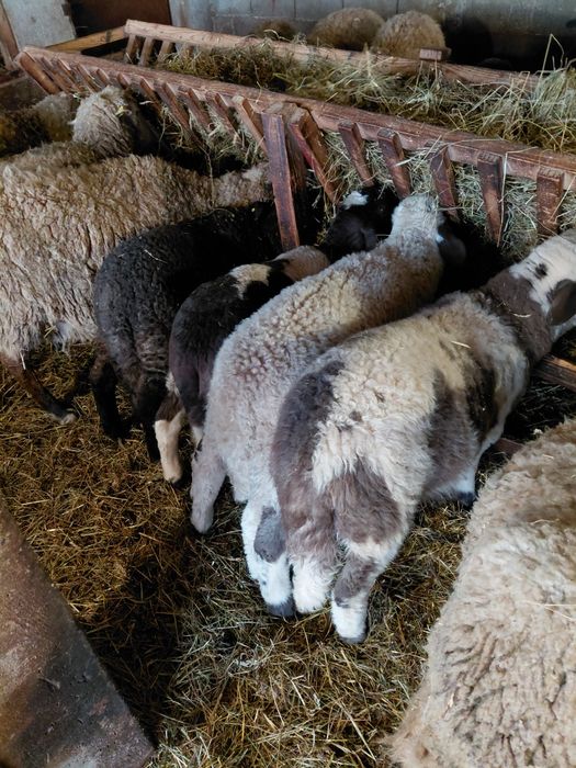 Vând miei de Paște sau de prasila