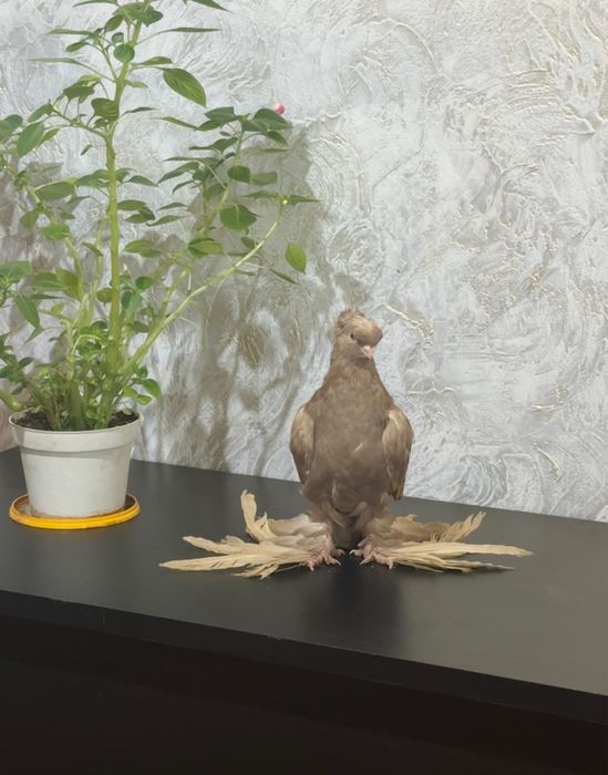 Голубь                  .