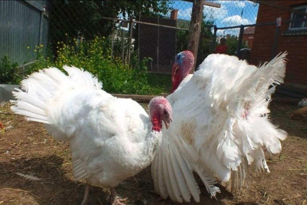 Бройлерные индюки