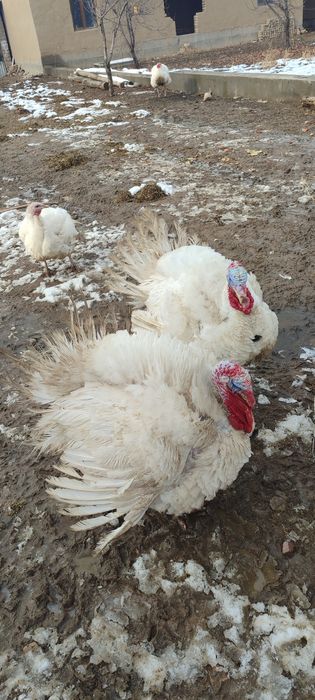 Oq Kurkalar Sotiladi