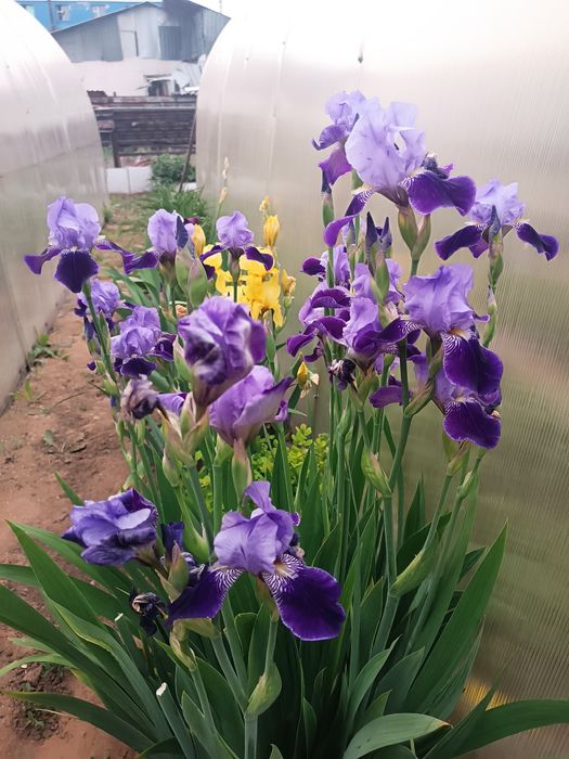 Продам ирисы, хосты