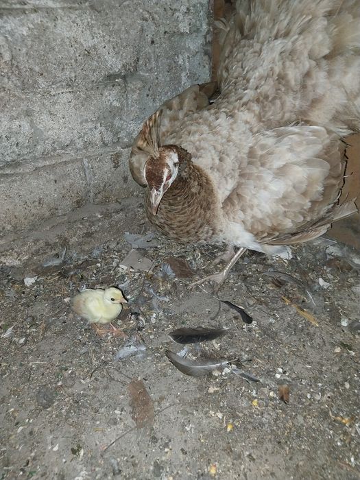 Paunita violet schimb cu paunița alba