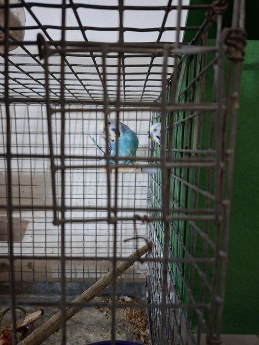 Volnistiy popugay para.