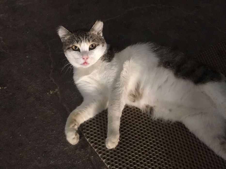 Отдам кота в добрые руки