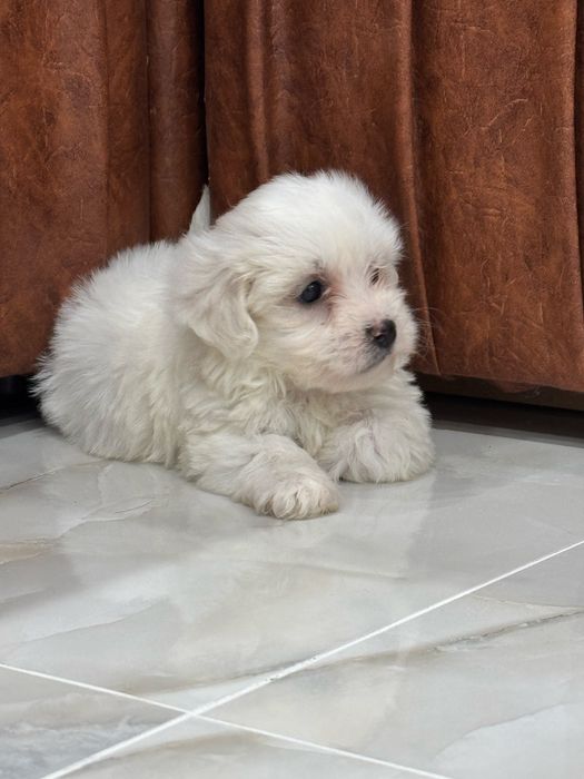 Bishon maltez mini. Rasa pura